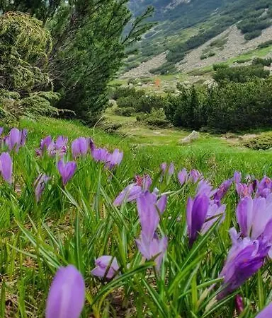 公寓 Belvedere Holidey Clab L403 *