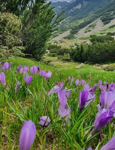 公寓 Belvedere Holidey Clab L403 *